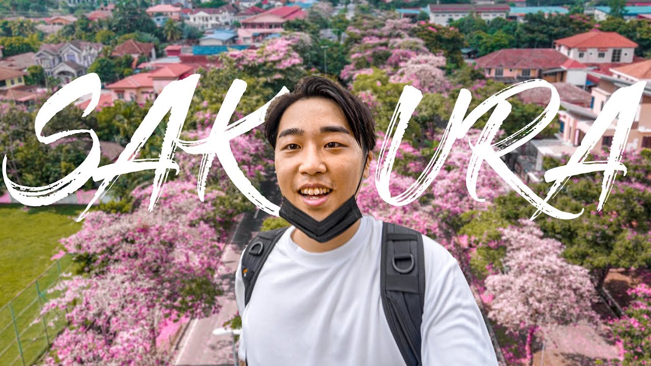 A Japanese Reacts to CHERRY BLOSSOM in Malaysia 常夏の国マレーシアでお花見してきた件