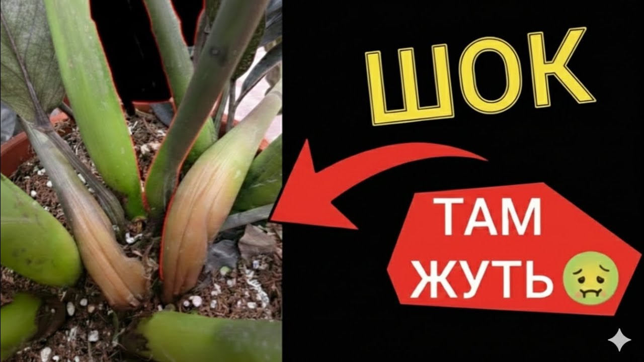 НИКОГДА не покупайте уценку, пока не увидите ЭТО! Что внутри горшка замиокулькаса?