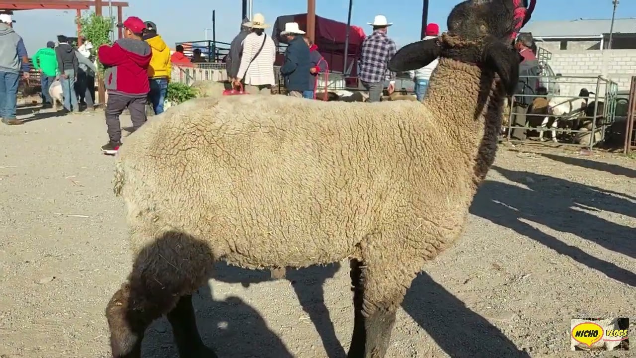 HERMOSOS BORREGOS-CHIVOS Y CERDOS,PLAZA GANADERA ACTOPAN HIDALGO-VARIEDAD DE ANIMALES COMO ANTES.