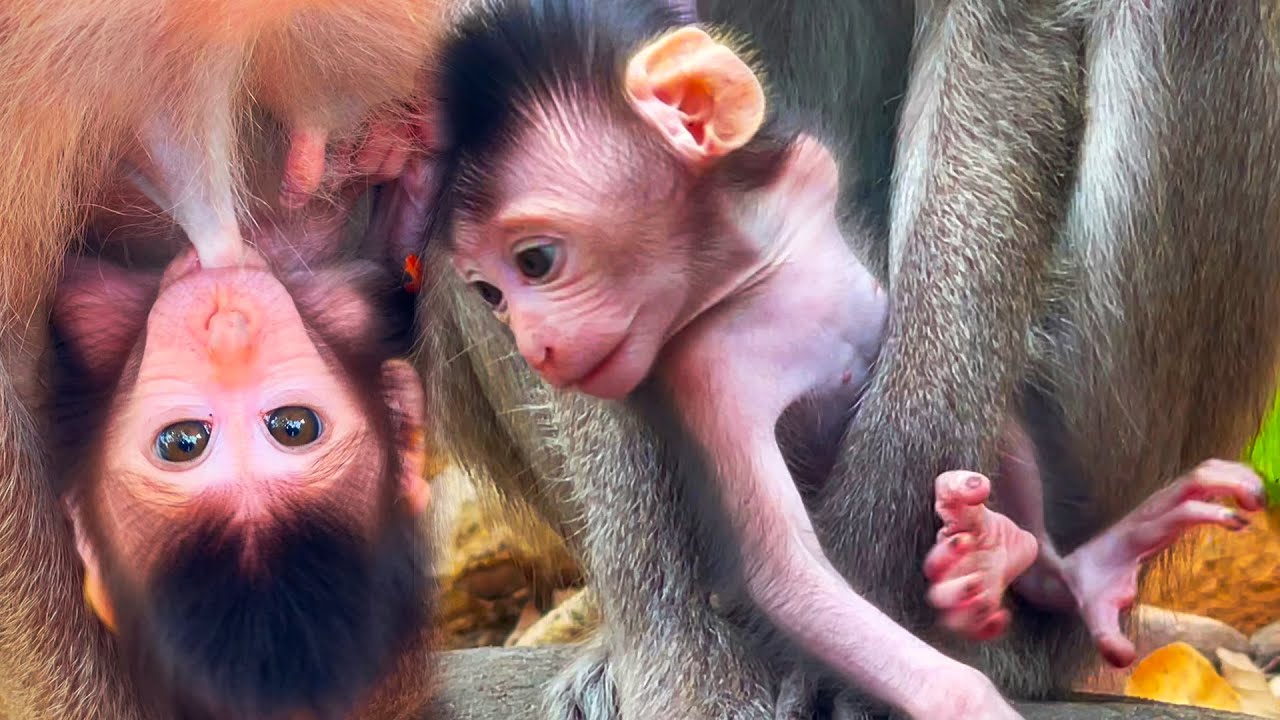 Baby monkeys look very cute and lovely; I love him very much. I think you love him too.