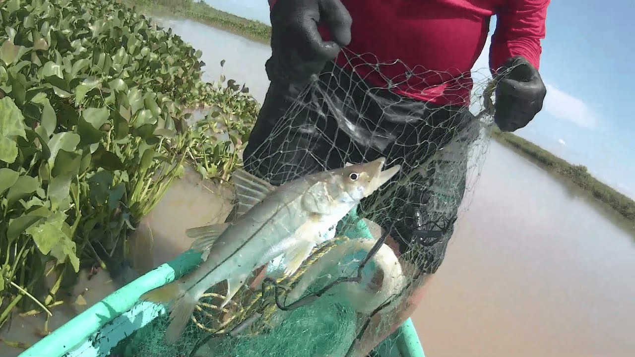 PESCA DE ROBALOS, MOJARRAS, TILAPIAS Y BAGRES. EN TIERRA COLORADA, MACUSPANA, TAB.