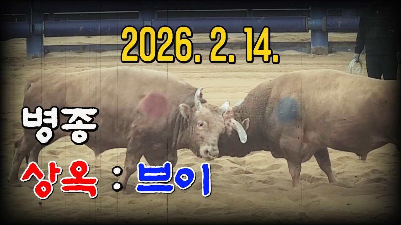 청도소싸움 2026. 2. 14. (토) 제9경기 병종(601~700Kg) 상옥 / 브이
