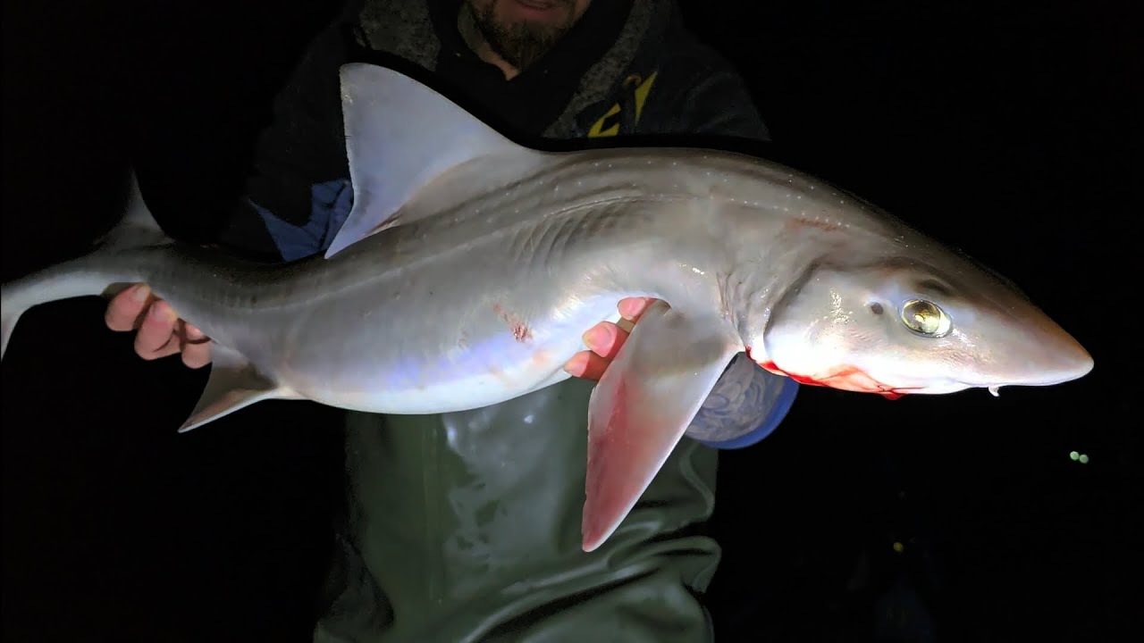Smooth Hound hunting on the North Kent coast!
