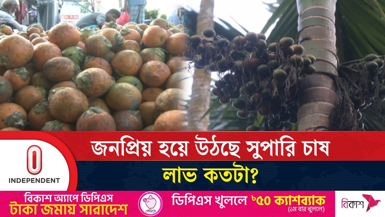 লক্ষ্মীপুরে বৃদ্ধি পাচ্ছে সুপারির চাষ, উৎপাদন লক্ষ্যে যা বলছে কৃষিবিভাগ  | Laxmipur | Independent TV