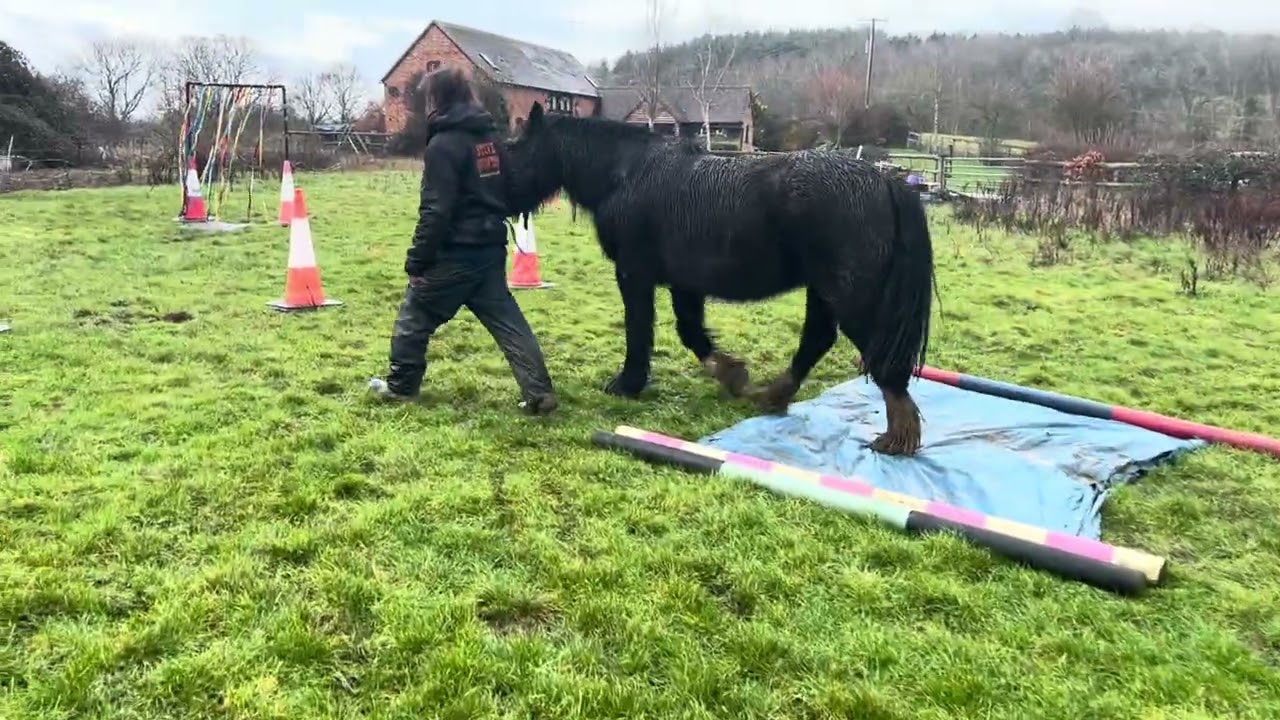 Alex and Juno Liberty Bronze January 2026