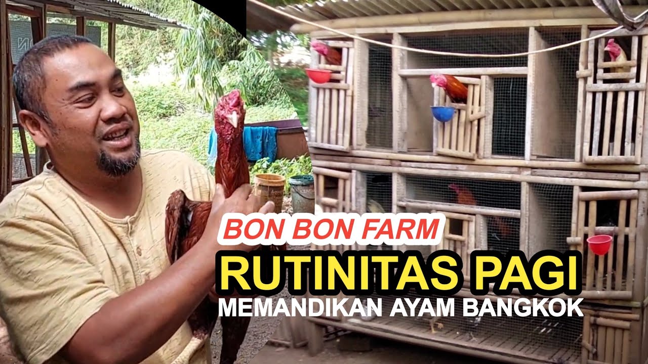 Rutinitas Pagi Bon Bon Farm | Memandikan Ayam Bangkok #bonbonfarm #ayambangkok