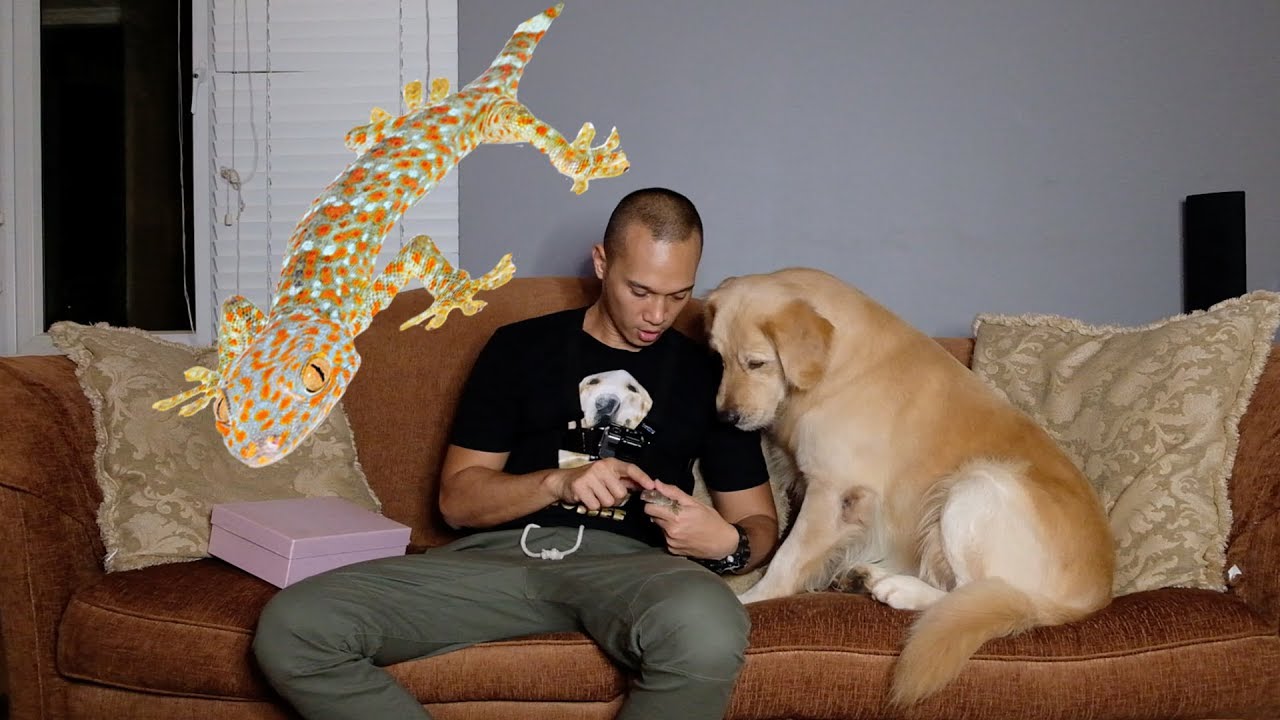 SNOWEE KAGET BANGET KETEMU TOKEK - SNOWEETHEGOLDEN