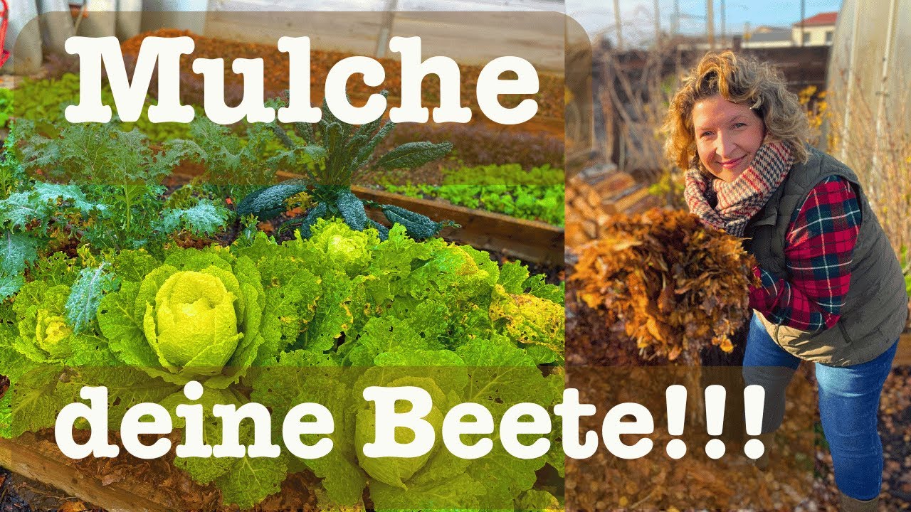 #113 Mulche deine Beete 🍁 Jetzt mit Laub!!! 🍂 und du hast im nächsten Jahr den perfekten Boden