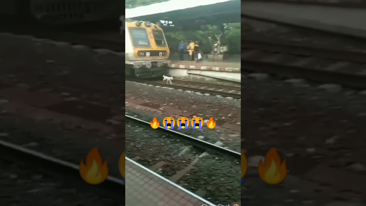 train accident with dog#short #viral #youtubeshort