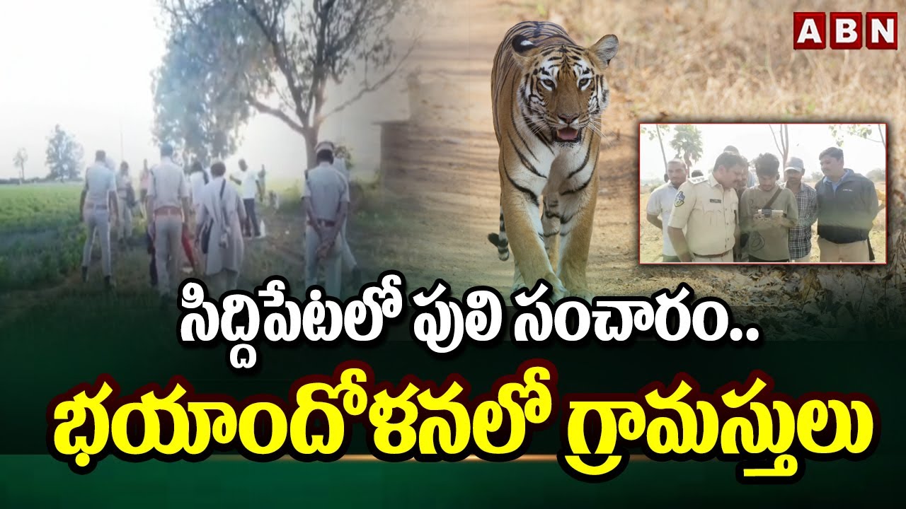 సిద్దిపేటలో పులి సంచారం.. భయాందోళనలో గ్రామస్తులు| Tiger Spotted in Rural Siddipet | ABN Telugu