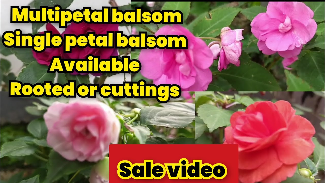 Multipetal, single petal balsom sale video contact no-9400837590