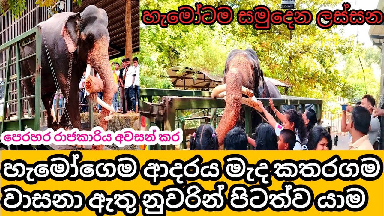 රාජකාරිය අවසන් කර කතරගම වාසනා හැමෝගෙම ආශිර්වාදය මැද නුවරින් පිටත්ව යාම #katharagamawasana 