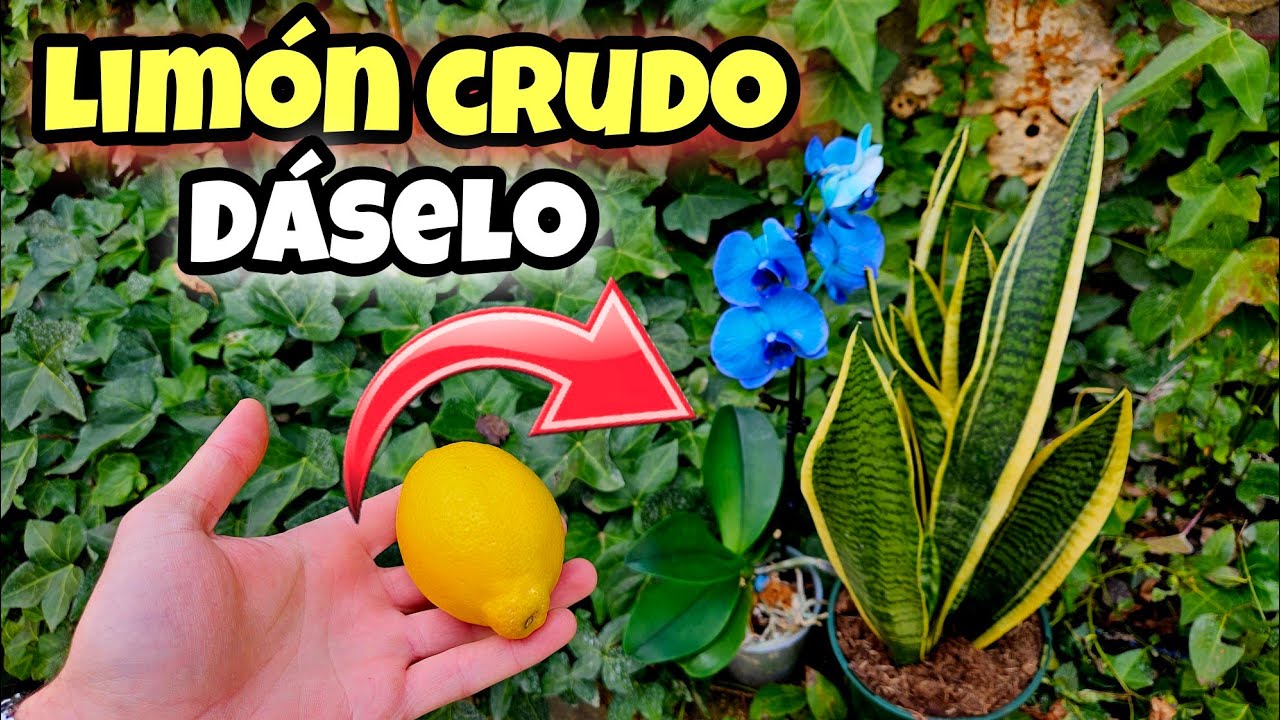 LIMÓN en tus PLANTAS! Pon su CÁSCARA y MIRA que Sucede al INSTANTE | Abono Casero para Huerta Urbana