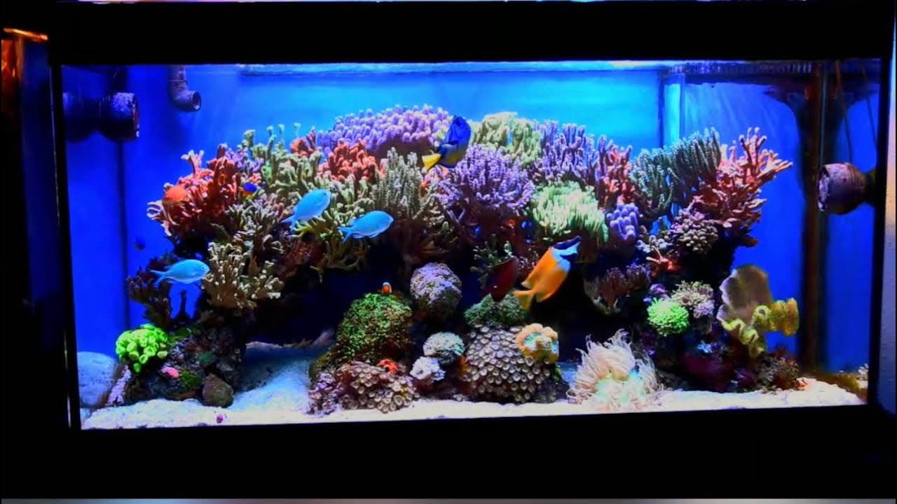 Acuario de Arturo de Madrid ( Rompiendo mitos )