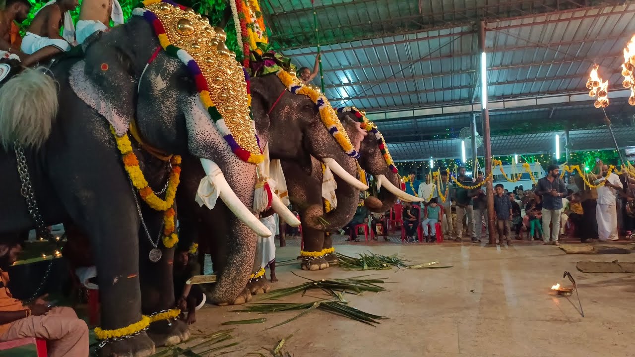 ആറാട്ട് kadappattoor mahadeva temple #pala #kottayam #elephant #wildlife #temple #kerala #discovery
