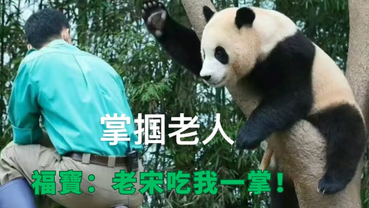 福寶：老宋吃我一掌！  |大熊猫福宝 판다푸바오 #animals #panda