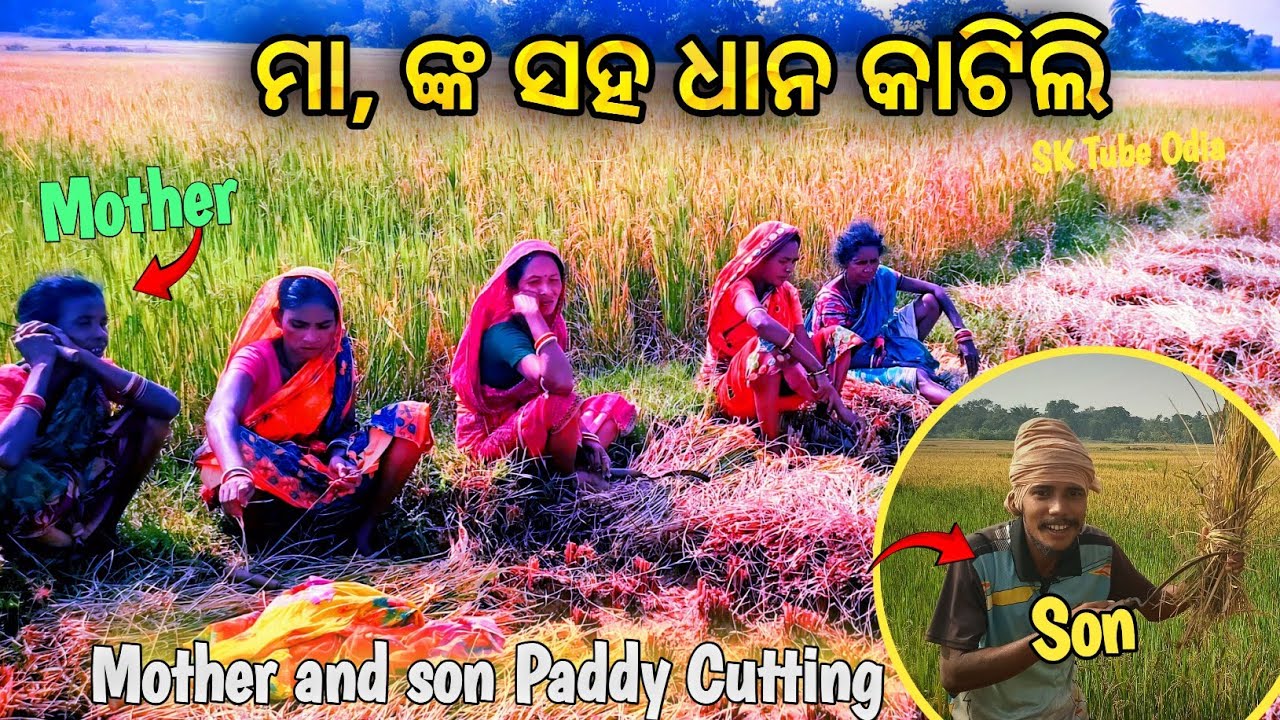 ମା ଙ୍କ ସହ ଧାନ କାଟିଲି ପ୍ରଥମ ଥର🌾 | First Time Paddy Cutting With My Mom 🚸 / @sktubeodia3117 
