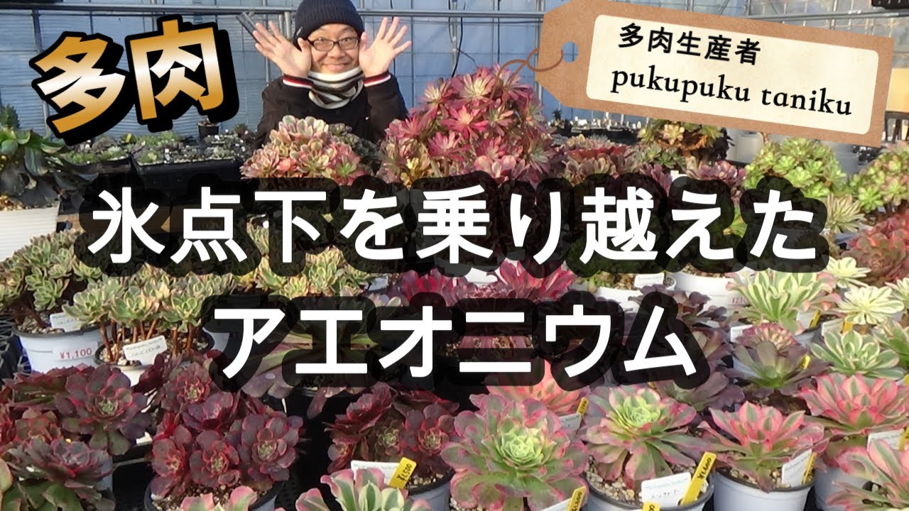 【多肉】氷点下を乗り越えた「アエオニウム」販売します！　多肉生産者「pukupuku taniku」