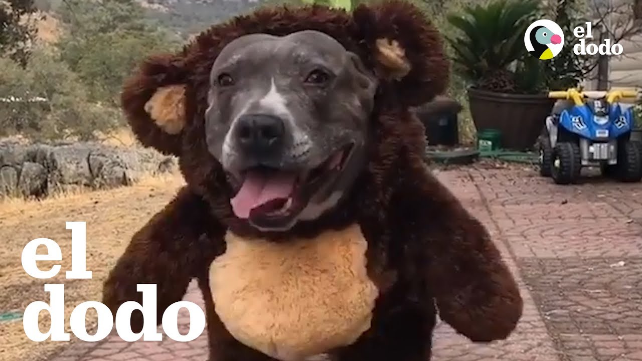 &iexcl;Animales disfrazados para Halloween! 🎃👻 | El Dodo