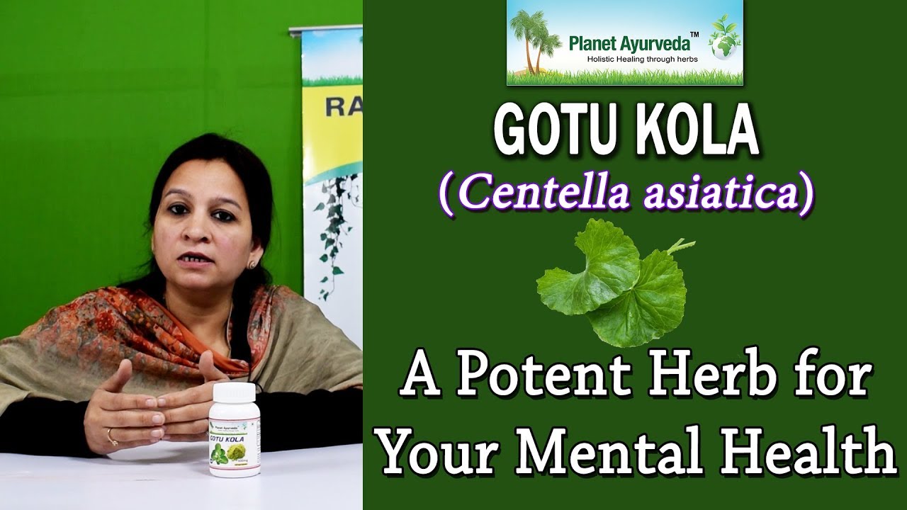 Gotu kola (Centella asiatica) Benefits - A Potent Herb for Your Mental Health