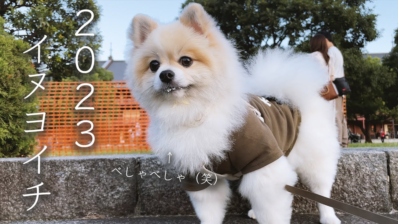 【vlog】2023犬夜市に行ってきました！