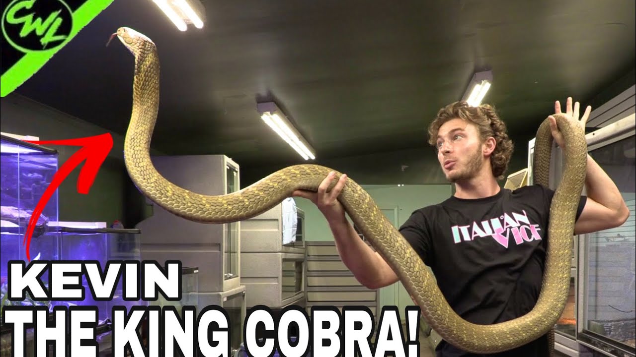 KEVIN THE KING COBRA!!!