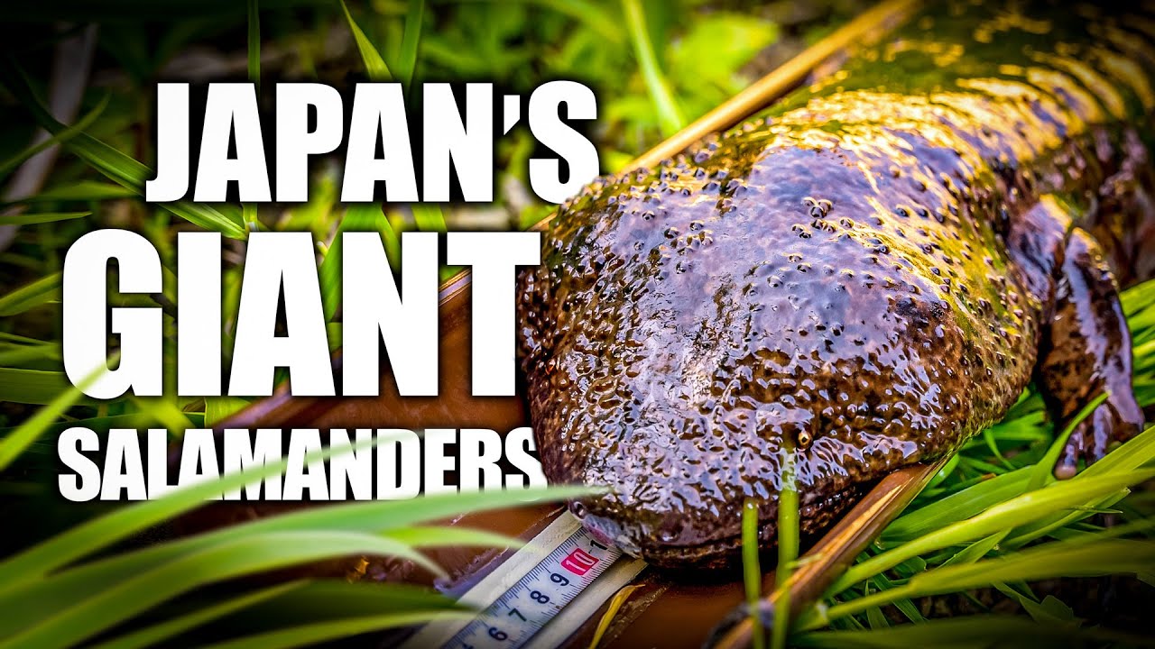 Japan's Giant Salamanders Documentary - The Giants of Daisen