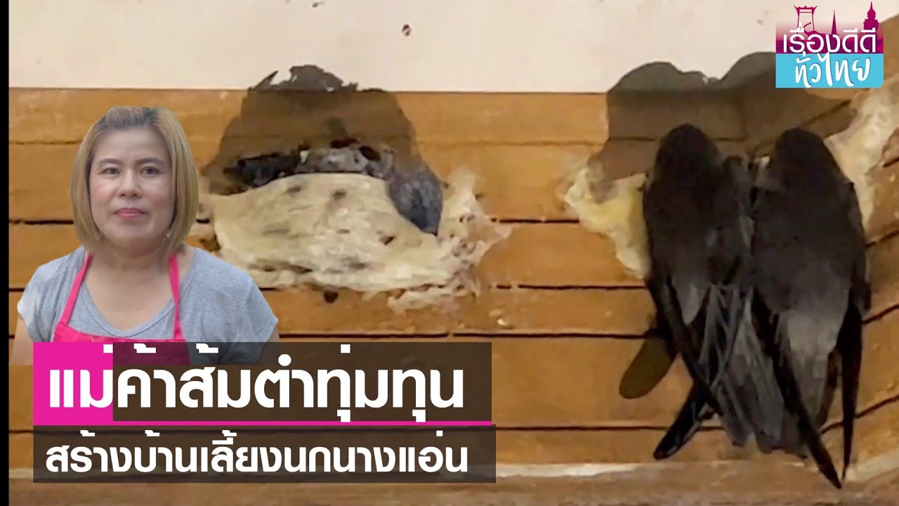 เลี้ยงนกนางแอ่นขายรัง รายได้ครึ่งแสน  | เรื่องดีดีทั่วไทย | 11-7-66