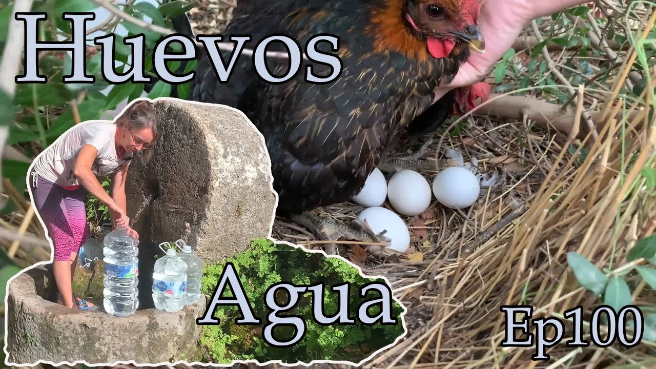 Recogemos agua de manantial. Ponemos Huevos fecundados a gallinas cluecas. Ep100