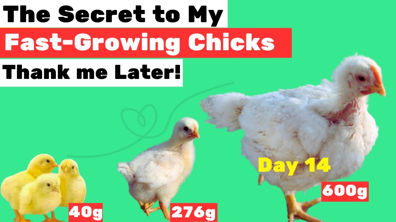 The Chicken Growth Hack: My Proven Secrets Revealed!