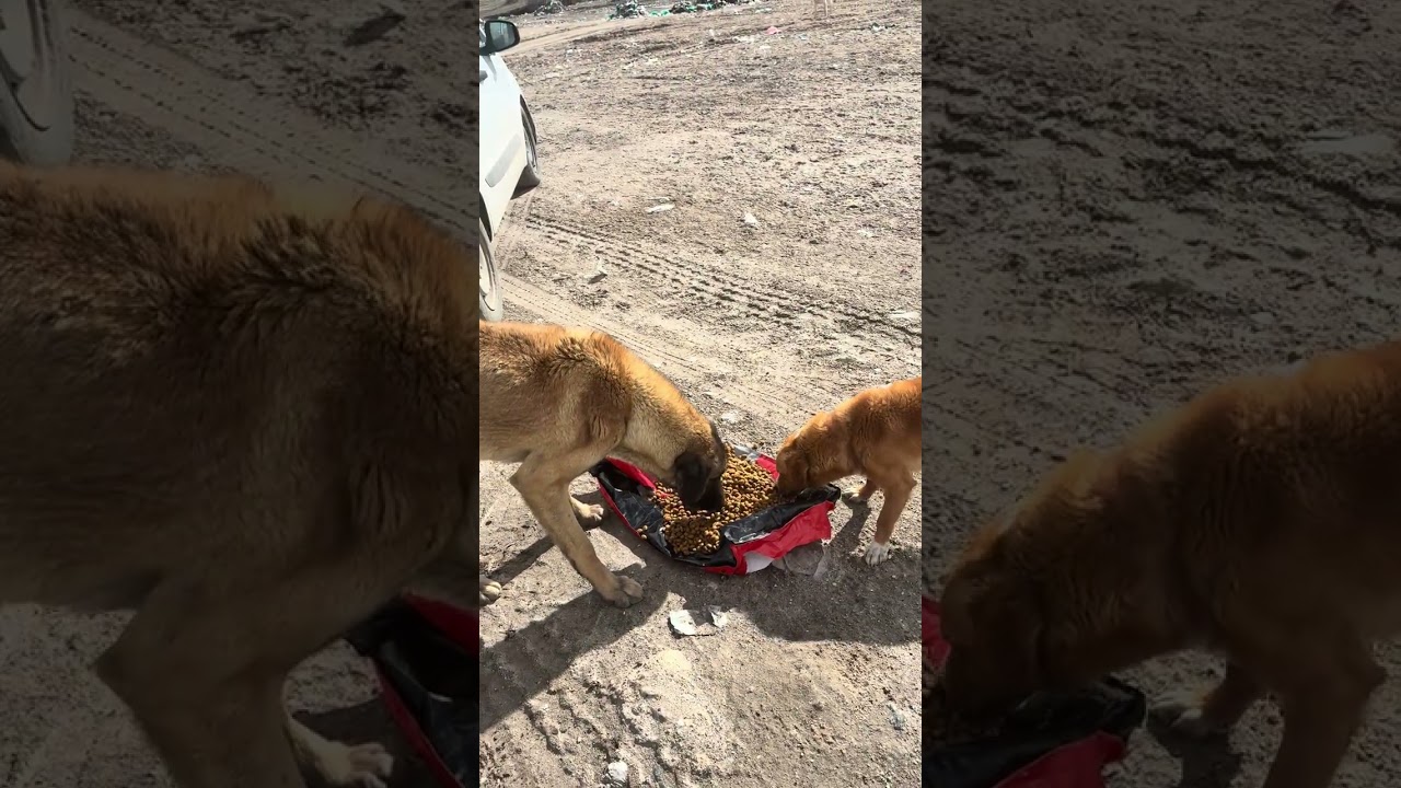Ölüme yatmış abi gösterdi ❤️❤️