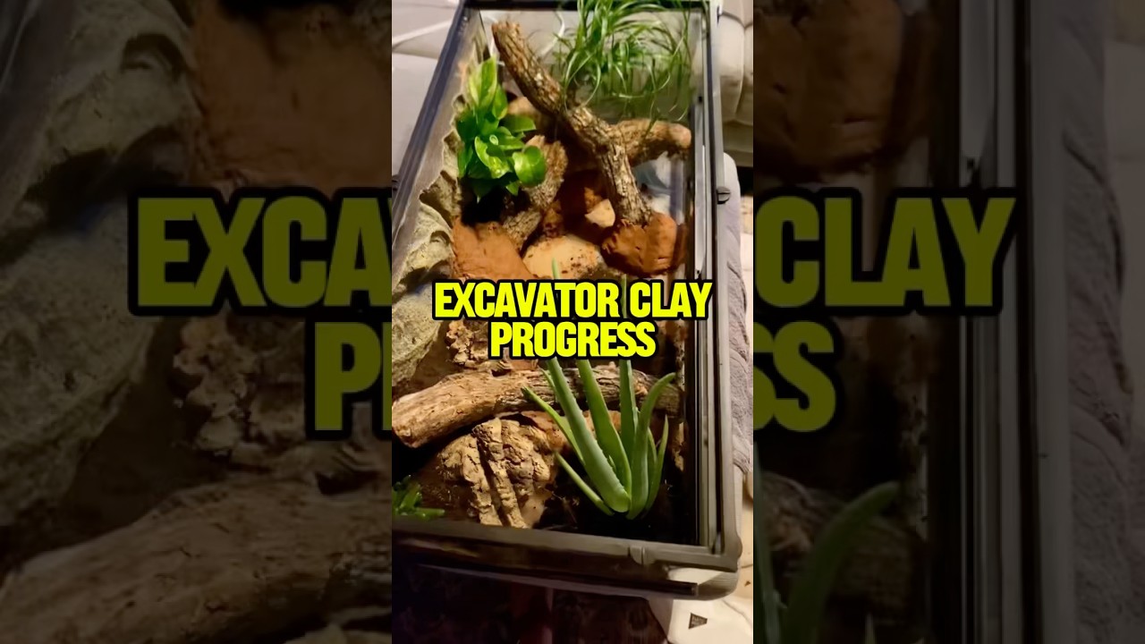 Excavator Clay for Leopard Geckos 