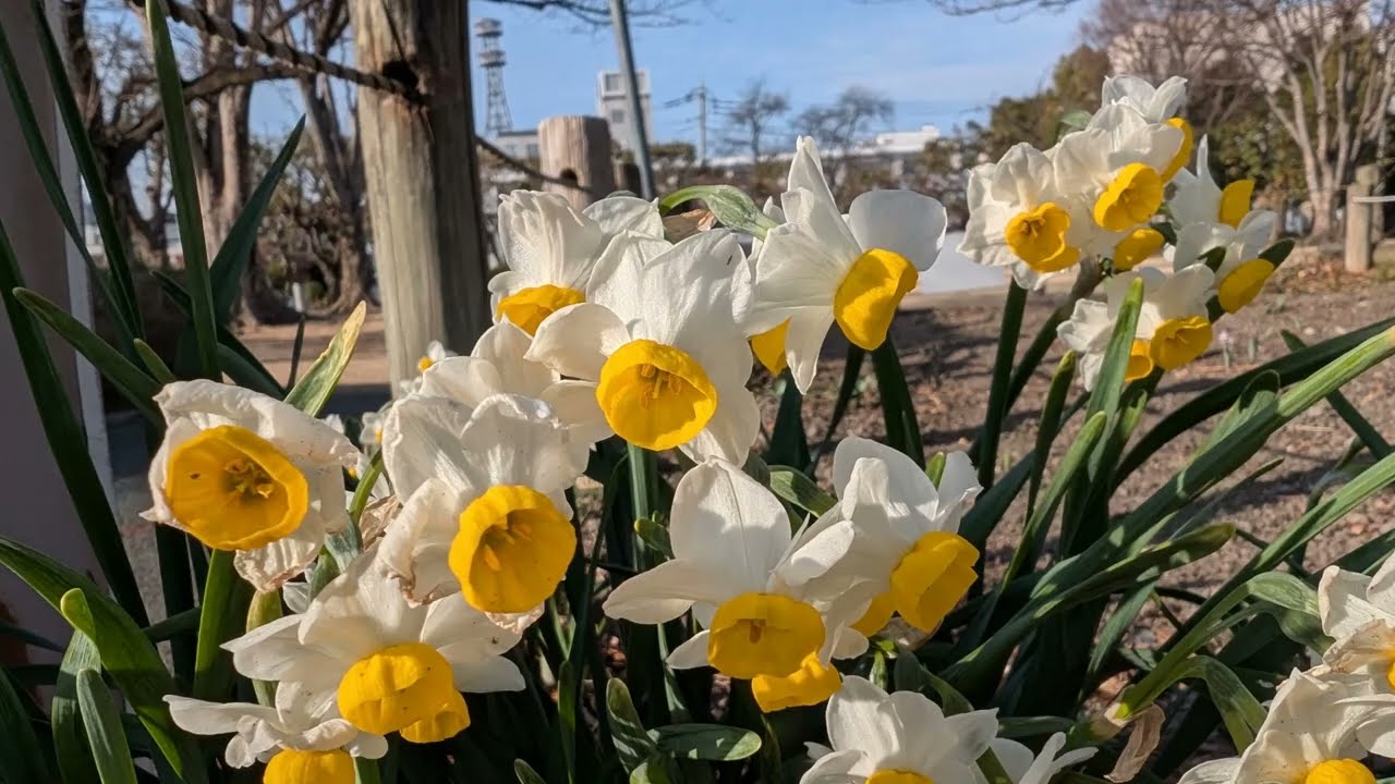 市之坪公園　河津桜