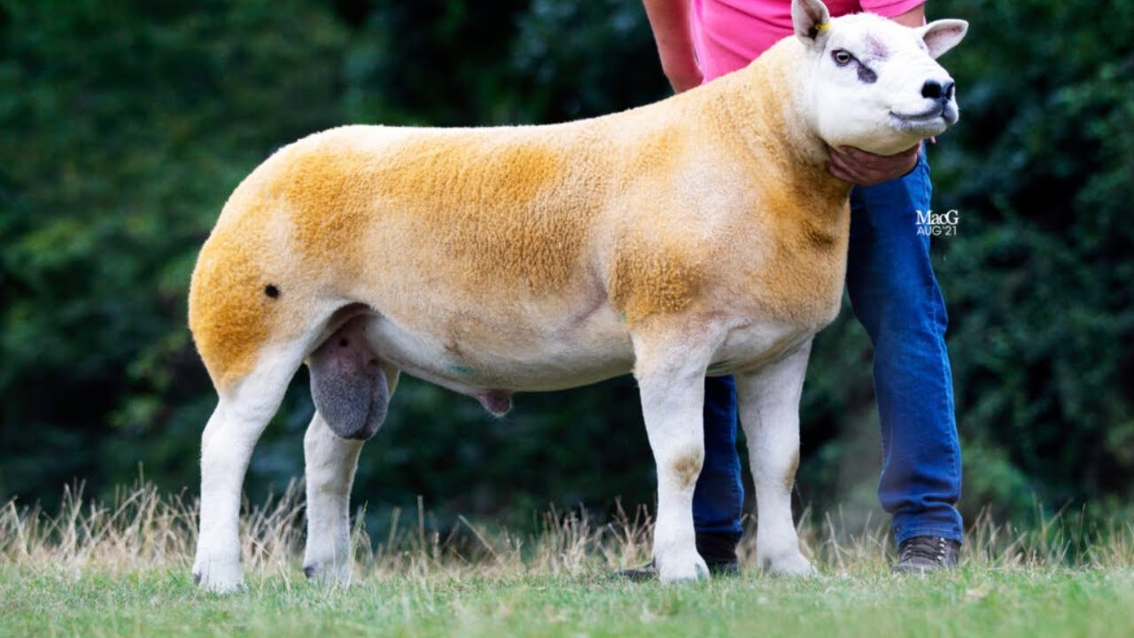 CARON DYNAMITE FROM D G & N WILLIAMS sells for 32,000Gns. Auctioneer Clive Roads at Worchester