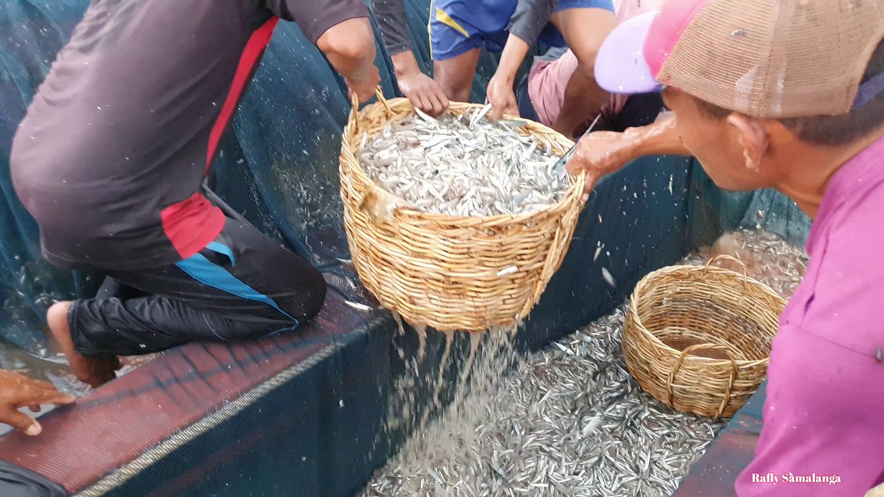 Labuh pukat ikan teri