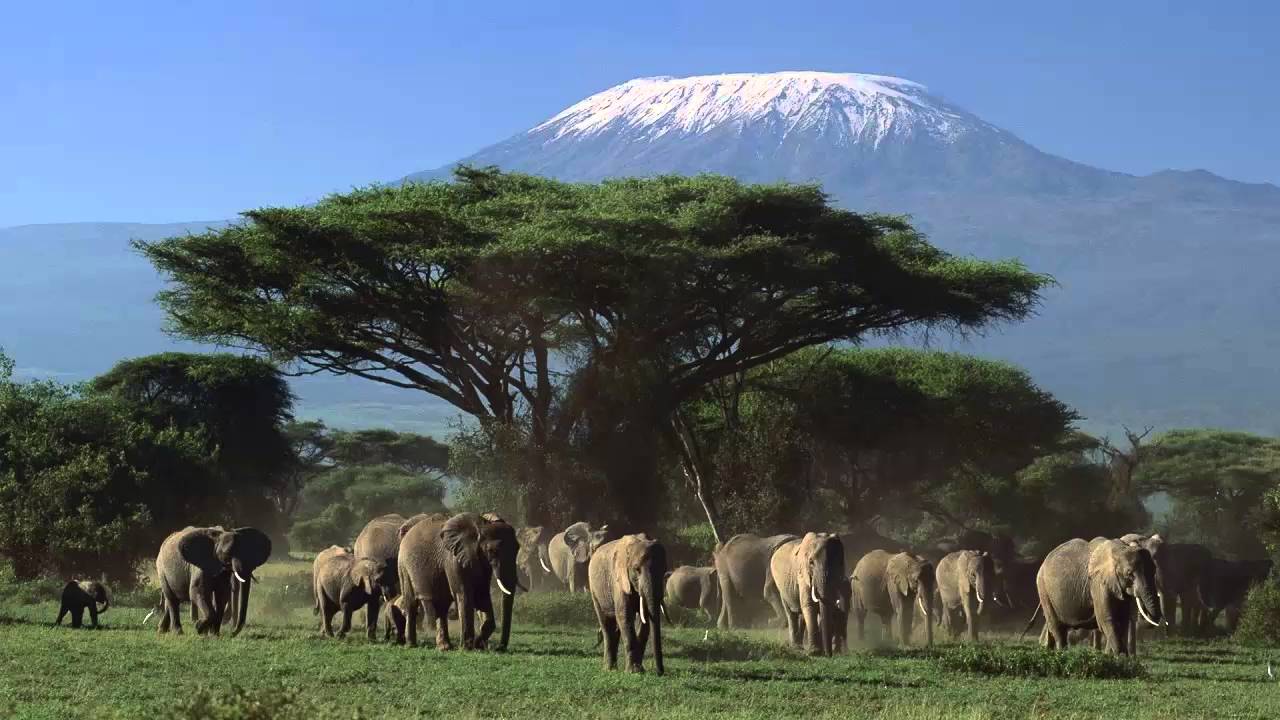 African Music / African Conga Drums / Traditional African Drum Music