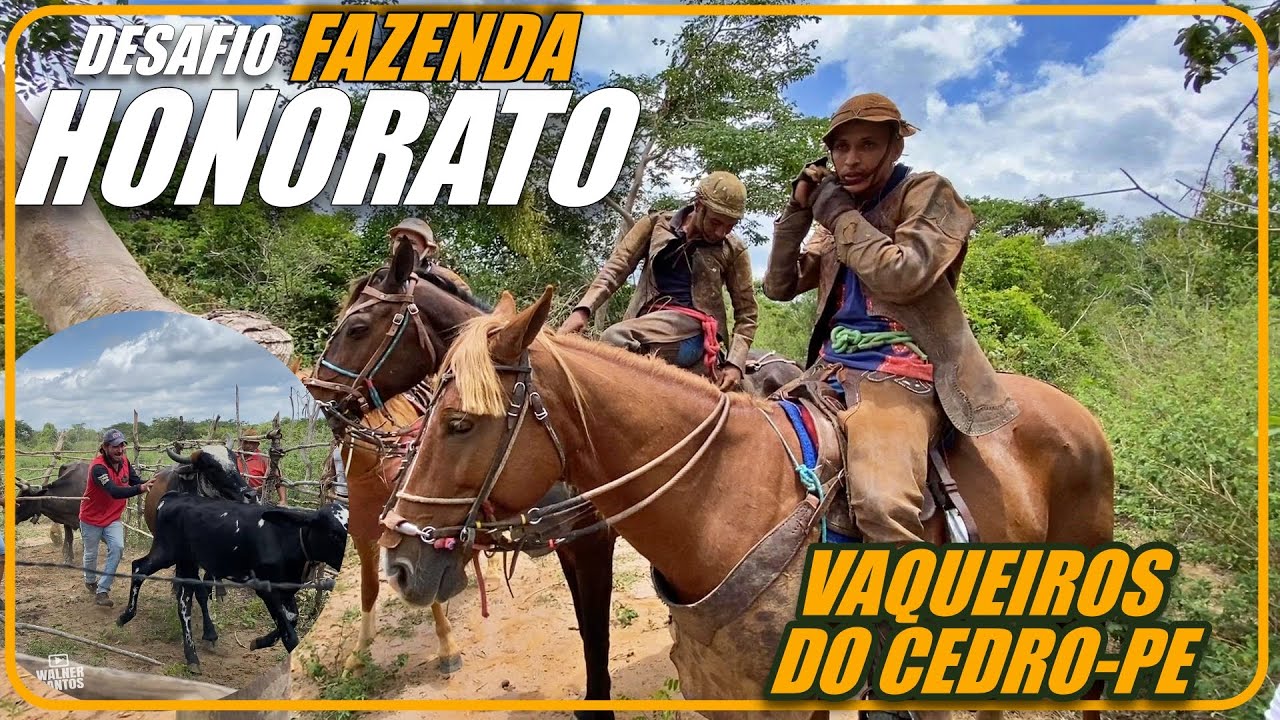 Vaqueiros do Cedro botam pra pegar o Gado da Fazenda Honorato 18/02/23