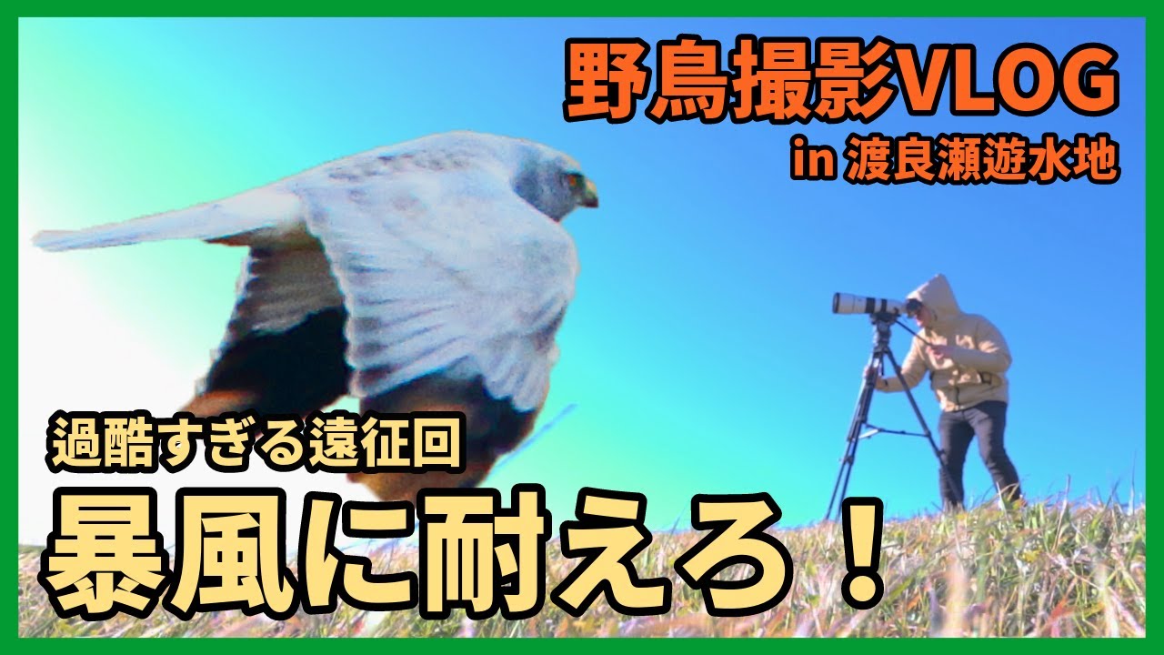 野鳥撮影Vlog「黒風が チュウヒ歓呼し 舞い上がる」暴風の渡良瀬遊水地を歩く | ハイイロチュウヒ、コウノトリ、ベニマシコ、カシラダカなど | Birding in Japan