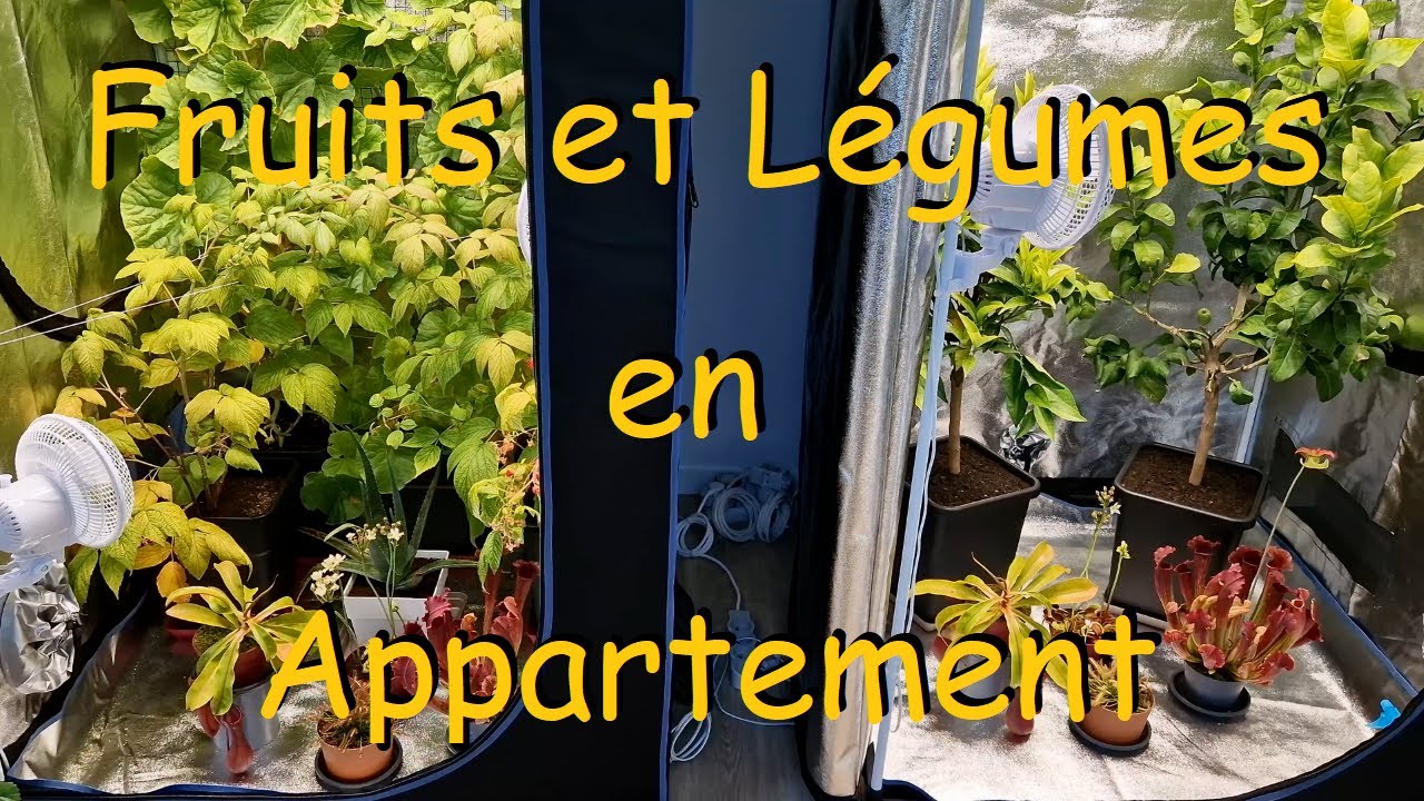 Fruits et Légumes en appartement ( avec des fraises en intérieur vs en extérieur ).