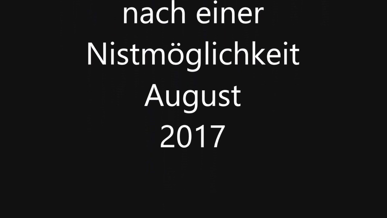 Grabwespe(Pemphredon lethifer(Shuckard 1837)) auf der Suche nach einer Nistm&ouml;glichkeit