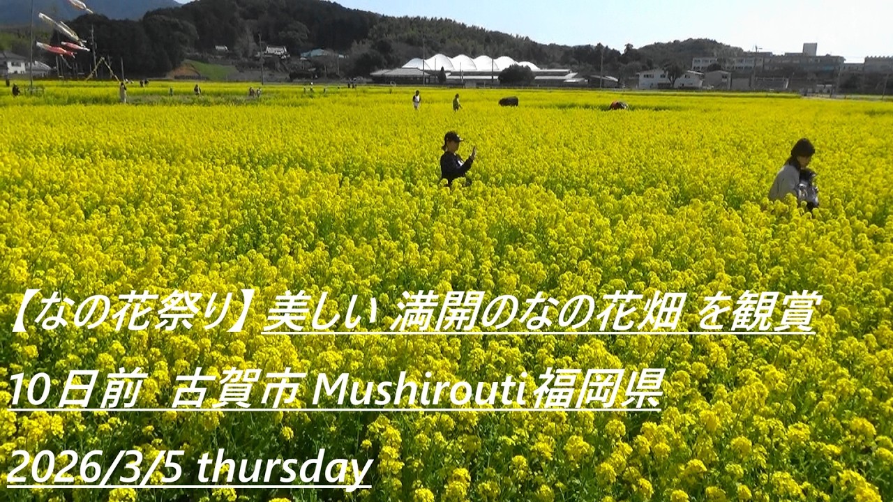 【なの花祭り】美しい満開のなの花畑を観賞 10日前 古賀市Mushirouti福岡県Admire the beautiful rapeseed fields in full bloom