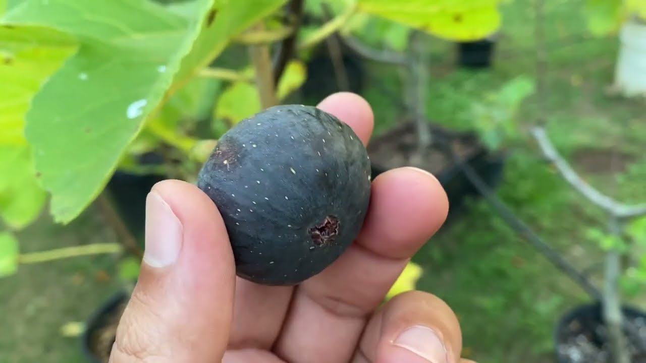 تين اسود برتغالي بريتوFigo Preto Fig 9-20-2022