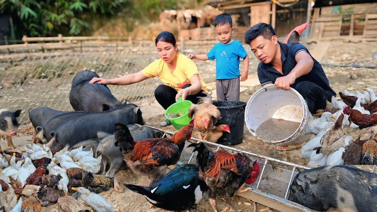 Fixing the iron fence to let the pigs out - Farm Life | Hà Tòn Chài