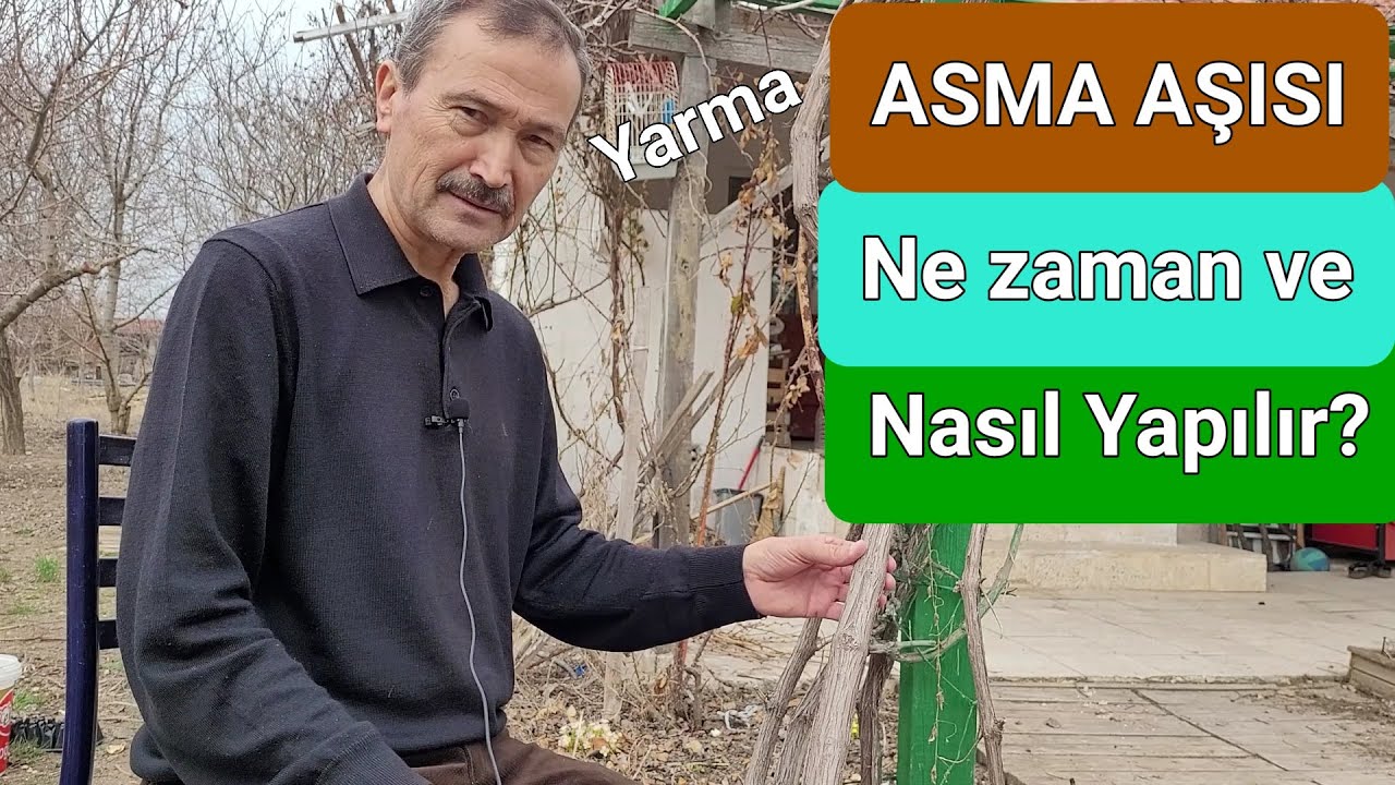 Asmaya - Üzüme Yarma Tekniğiyle Kalem Aşısı | Ne Zaman ve Nasıl Yapılır?