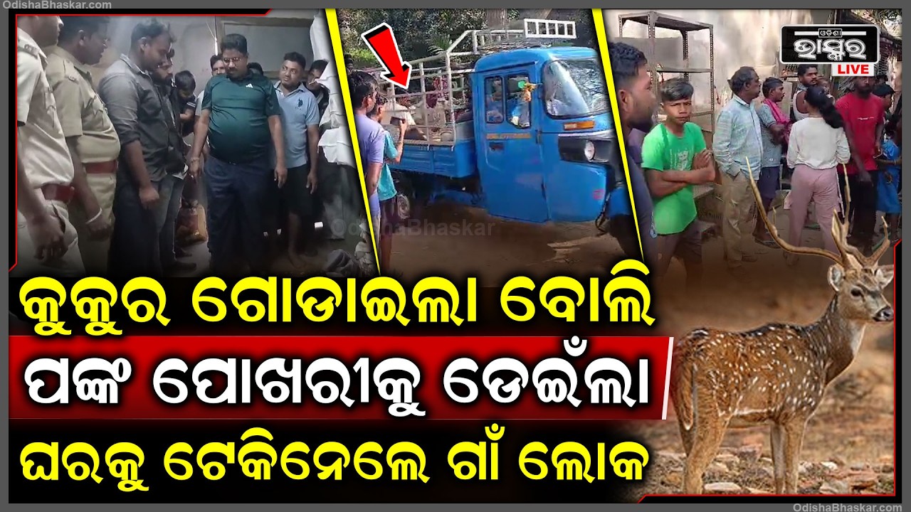 ପଙ୍କ ପୋଖରୀକୁ ଡେଇଁ ପଡି ଛନ୍ଦି ହେଇଗଲା ବିଚରା,ବହୁ କଷ୍ଟରେ ଉଦ୍ଧାର କରି ବନ ବିଭାଗକୁ ହସ୍ତାନ୍ତର କଲେ ଗ୍ରାମବାସୀ..