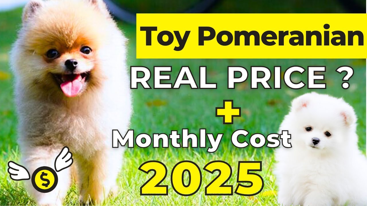 Toy Pomeranian Price In India 2025 | Toy Pomeranian Price and Monthly Expenses