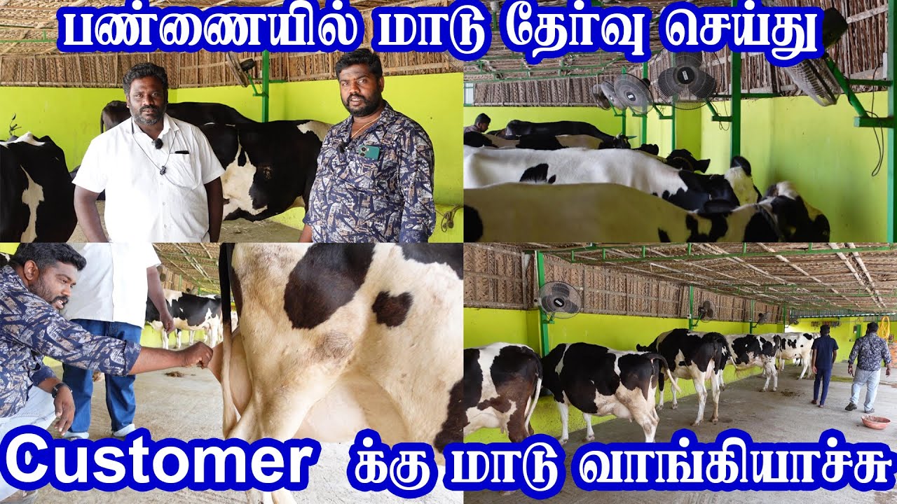 ஆத்தூர் அண்ணனுக்கு அம்சமான மாடு வாங்கி கொடுத்த ஈரோடு மணிகண்டன் Erode manikandan