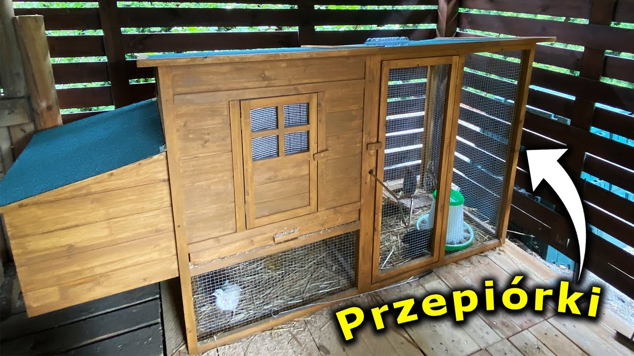 Jak żyją przepiórki ?😊 Test fotopułapki *NIE DZIAŁA* - Vlog