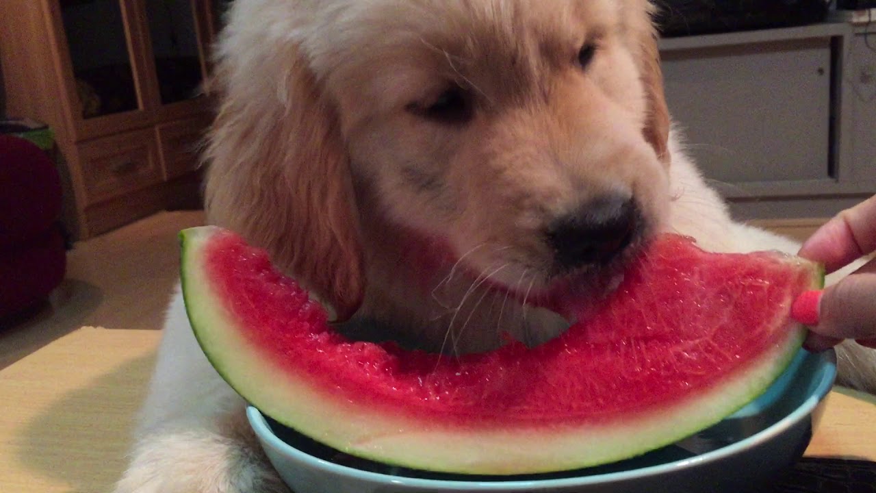 Adorable Golden retriever eating water melon