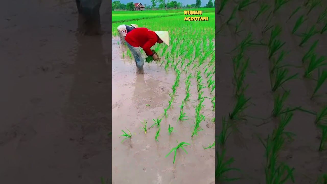 Begini gerakan mesin tanam padi sama seperti petani menanam padi